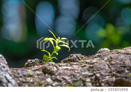 楠木の根元に生えたひこばえ 135931959