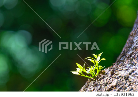 楠木の根元に生えたひこばえ 135931962