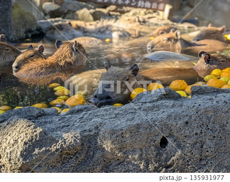 伊豆シャボテン公園のカピバラ露天風呂 伊豆シャボテン公園のカピバラ露天風呂 135931977