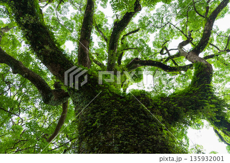 夏の世界遺産　熊野三山　熊野那智大社　御神木 135932001