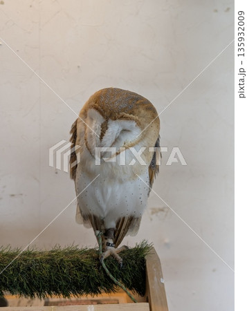 伊豆シャボテン公園のフクロウ達 135932009