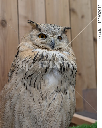 伊豆シャボテン公園のフクロウ達 135932013