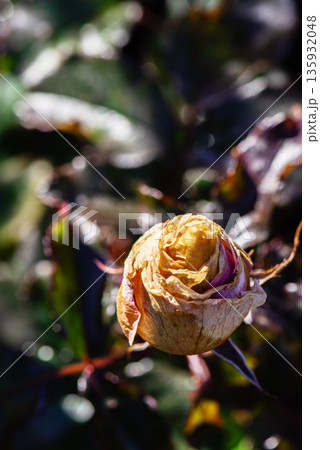 切り戻し作業前の、花の終わりを迎えた薔薇 135932048