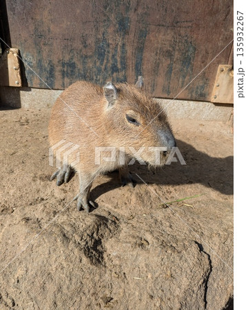人気者のカピバラ 人気者のカピバラ 135932267