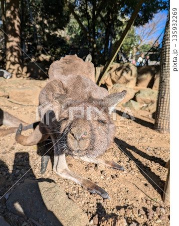 眠たそうなカンガルー 眠たそうなカンガルー 135932269