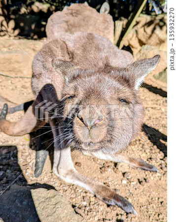 まぶしい顔をしたカンガルー 135932270