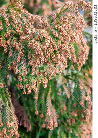 花粉症イメージ 《飛散直前の杉花粉》 花粉症イメージ 《飛散直前の杉花粉》 135932383
