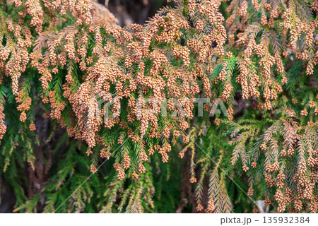 花粉症イメージ 《飛散直前の杉花粉》 花粉症イメージ 《飛散直前の杉花粉》 135932384