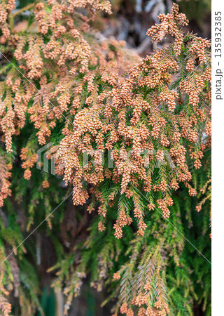花粉症イメージ 《飛散直前の杉花粉》 花粉症イメージ 《飛散直前の杉花粉》 135932385