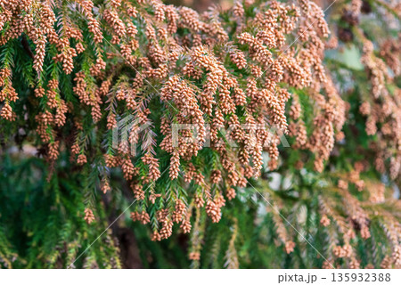 花粉症イメージ 《飛散直前の杉花粉》 135932388