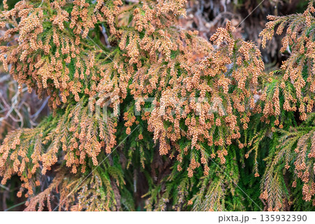 花粉症イメージ 《飛散直前の杉花粉》 135932390