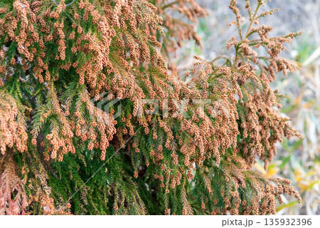 花粉症イメージ 《飛散直前の杉花粉》 135932396