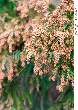 花粉症イメージ 《飛散直前の杉花粉》 135932402