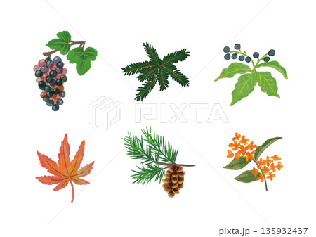 秋の身近な花・植物　セット　手描きイラスト 135932437