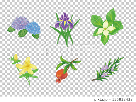 Set of familiar summer flowers and plants, hand-drawn illustrations Set of familiar summer flowers and plants, hand-drawn illustrations 135932438