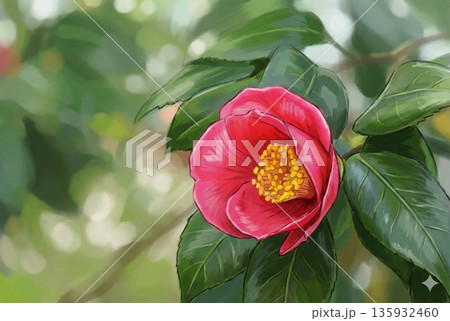 早春の花・椿一輪イラスト画2 135932460