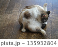 身繕いをするサクラネコ 135932804