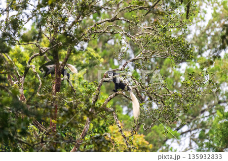 Colobus Monkey in a tree 135932833