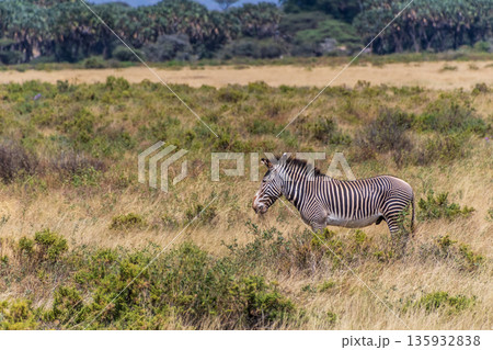 Zebra in Samburu national reserve Zebra in Samburu national reserve 135932838