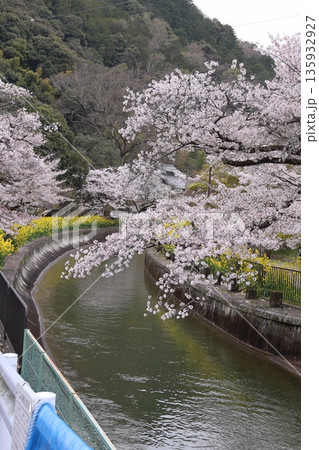 琵琶湖疏水と桜と菜の花【京都市山科区】 琵琶湖疏水と桜と菜の花【京都市山科区】 135932927