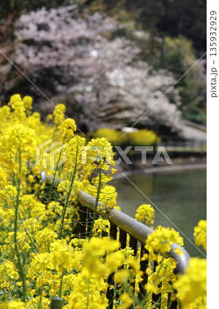 琵琶湖疏水と桜と菜の花【京都市山科区】 琵琶湖疏水と桜と菜の花【京都市山科区】 135932929