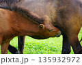 おっぱいを飲むポニーの赤ちゃん 135932972