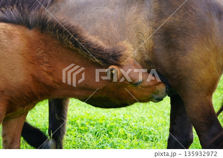 おっぱいを飲むポニーの赤ちゃん 135932972