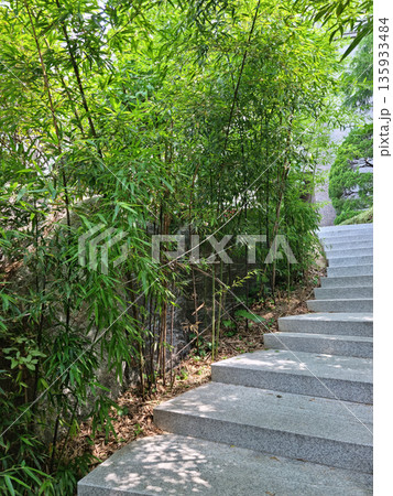 Uphill stairs with bamboo forest 135933484