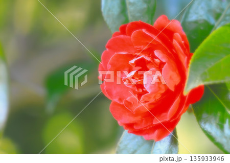 八重咲きの真っ赤な一輪の椿の花 八重咲きの真っ赤な一輪の椿の花 135933946