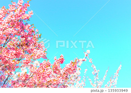 快晴の青空に映えるピンクの桜 135933949