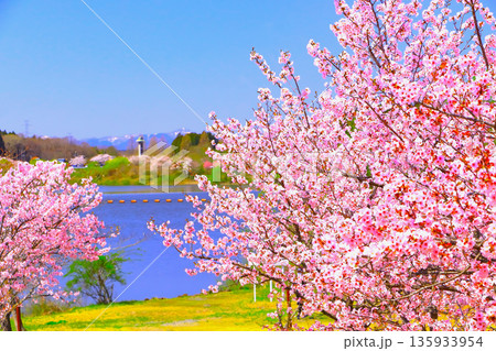 爽やかな青空と華やかなピンクの桜 135933954