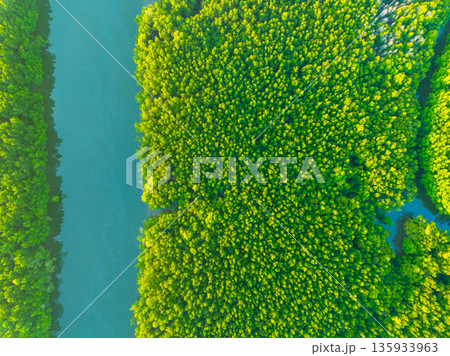 Top view mangrove forest trees,Amazing green nature forest background 135933963