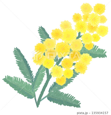 ミモザの水彩風手描きイラスト 135934157