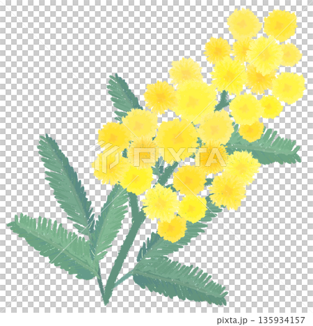 ミモザの水彩風手描きイラスト 135934157