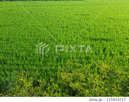 This is a summer rice paddy landscape. 135934217