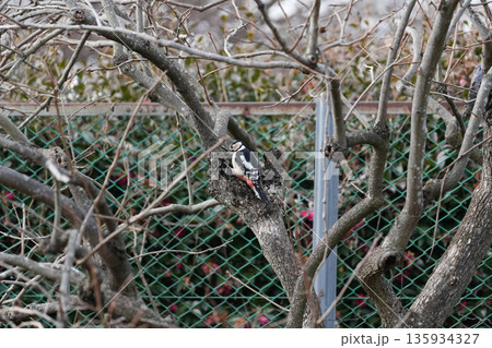 柿の木を啄いて餌を捜すアカゲラ 135934327