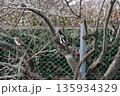柿の木にとまり餌を捜すアカゲラ 135934329