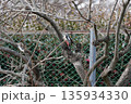 柿の木をつついて餌を捜すアカゲラ 135934330