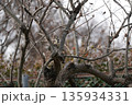 柿の木にとまり餌を捜すアカゲラ 135934331