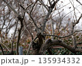 柿の木にとまり餌を捜すアカゲラ 135934332