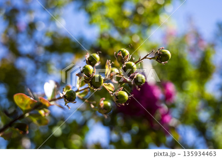 Bright garden display with blooming flowers and vibrant leaves, Cheerful outdoor scene featuring blooming berries and colorful sky 135934463