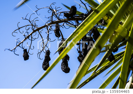 Bright purple berries dangling in shade, Dappled shade reveals vibrant purple berries hanging from sturdy stem for gathering 135934465