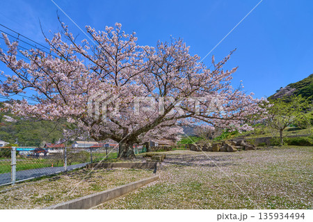 島根県松江市島根町 應海寺の桜 島根県松江市島根町 應海寺の桜 135934494