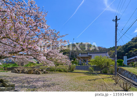 島根県松江市島根町 應海寺の桜 135934495