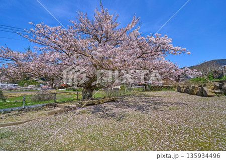 島根県松江市島根町 應海寺の桜 135934496