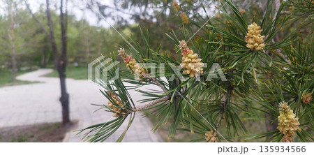 A macro shot of a pine branch, with young, light-yellow pollen cones visible among the long, dark-green needles. The background is softly blurred greenery and a white sky. 135934566