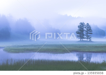 霧に包まれる尾瀬　大江湿原と三本カラマツ 135935038