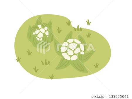 ふきのとう　イラスト 135935041