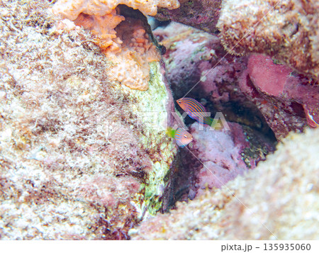 ニセモチノウオ幼魚。他。 ヒリゾ浜南伊豆町中木 静岡県伊豆半島-2025 日本有数のシュノーケリング 135935060