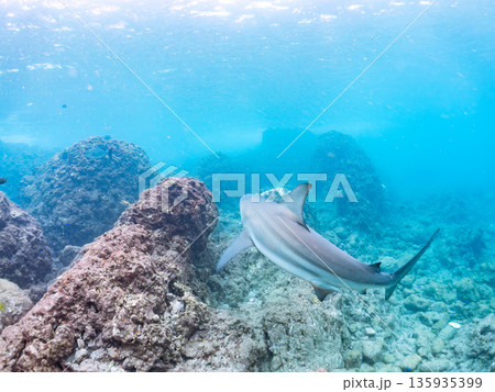 大きく美しいカマストガリザメ他。 ヒリゾ浜南伊豆町中木 静岡県伊豆半島-2025 日本有数のシュノー 135935399